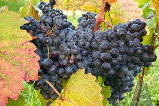 Tvrdonice-rijen-2022