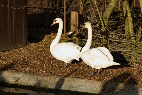 vanoce-pro-zviratka_2023